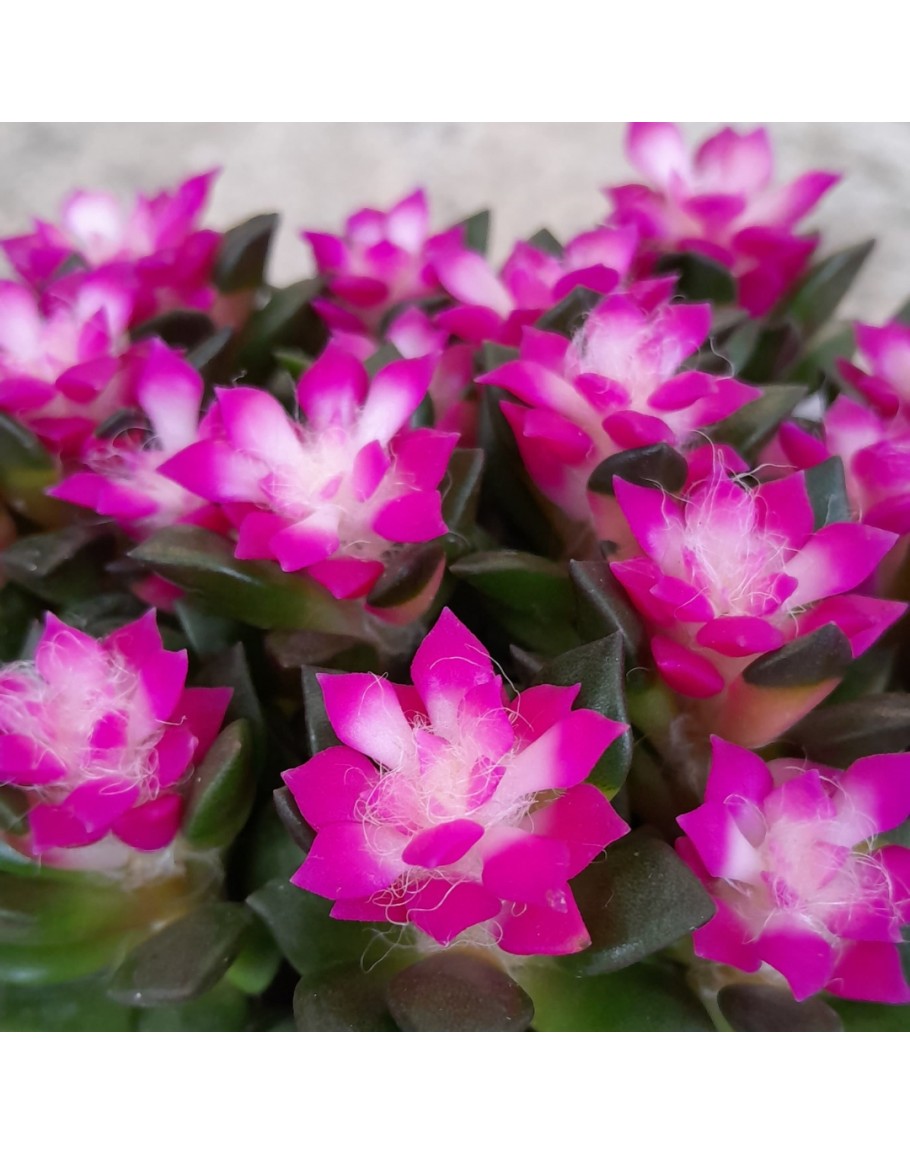 Anacampseros rufescens Sunrise Potted Plant